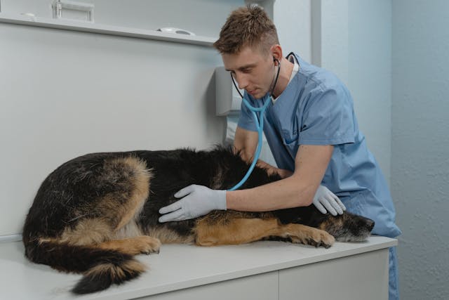 Assurance animaux